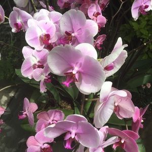 Meet your Posher, Lara